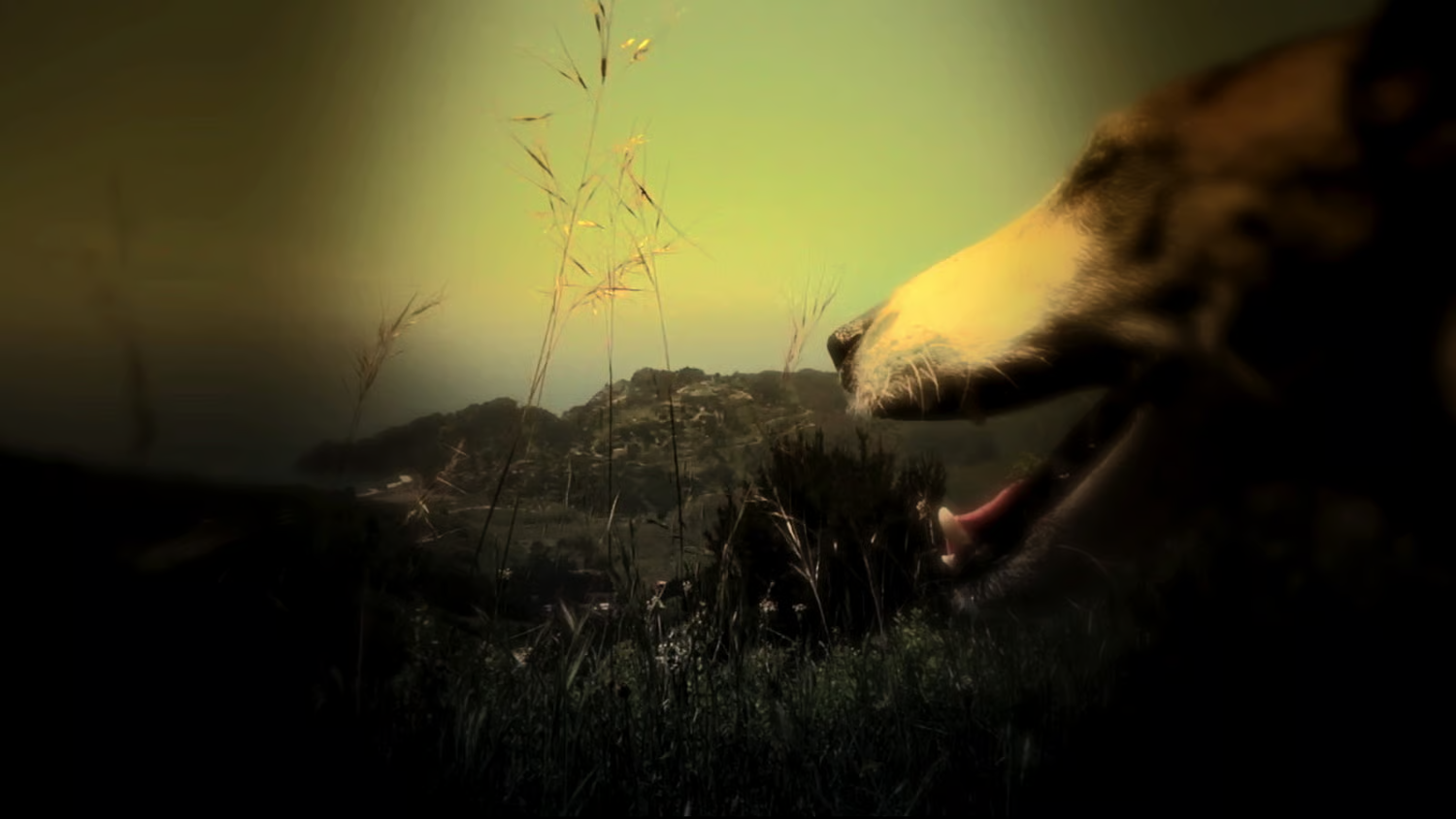 Heart of a Dog - Laurie Anderson