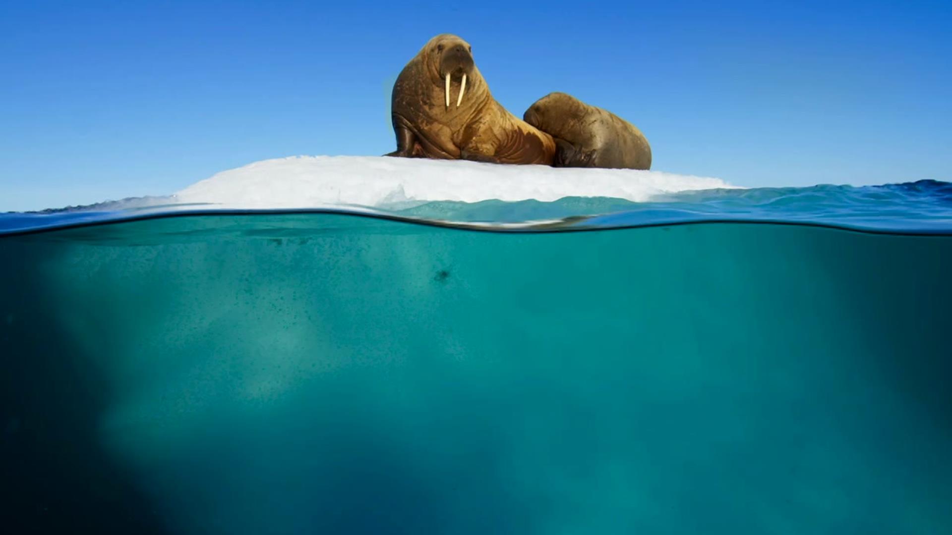 Blue Planet II