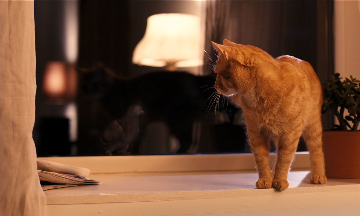 The Strange Little Cat - Ramon Zürcher