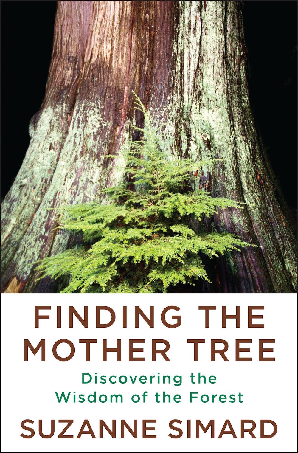 Finding the Mother Tree - Suzanne Simard